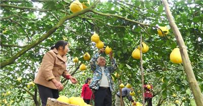 柚子丰收农民采摘护国柚素材喜悦