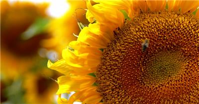 实拍晴朗的天气下在向日葵上采蜜的蜜蜂