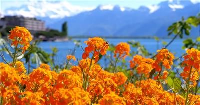 蓝天雪山下湖泊旁美丽的橘色花丛