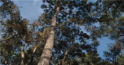 高高的树木和清澈的天空