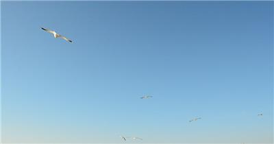 海鸥在晴朗的天空中飞翔