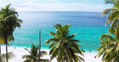 蓝色天堂海滩的沙滩椰子树