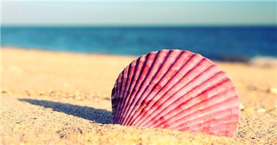 实拍大海海滩上的彩色贝壳