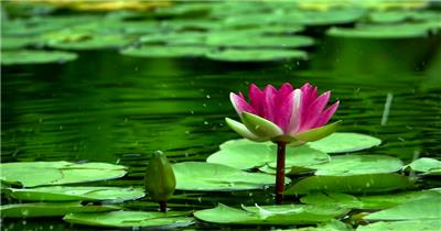 湖中的美丽莲花高清视频