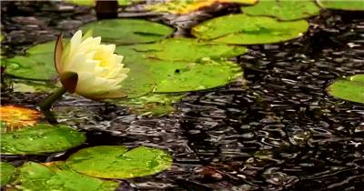 高清实拍池塘里的荷叶白莲花