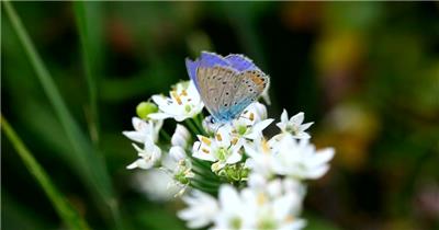 高清实拍白花上的蓝色蝴蝶