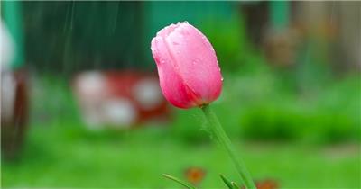 高清实拍下雨天的粉红色郁金香特写