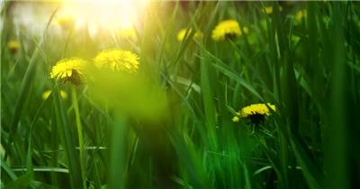森林里阳光照耀的金雏菊草地