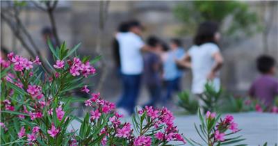 广场上开着粉红色的小花