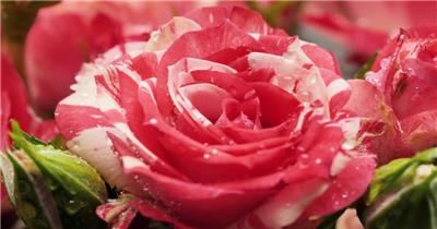 高清实拍美丽的粉红色玫瑰