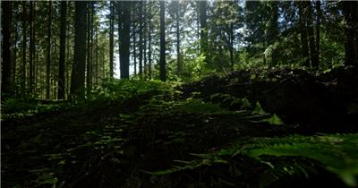 黑暗森林里草地实拍视频