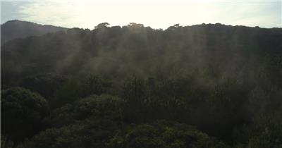 雾气覆盖的森林实拍视频