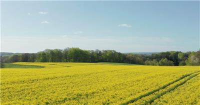 航拍油菜花田园美景实拍视频