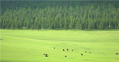 绿色森林草原上的奶牛实拍视频