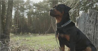 森林中的罗威纳犬实拍视频