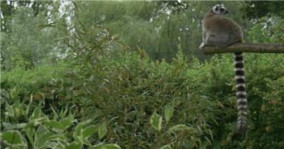 狐猴坐在丛林中的原木上实拍视频