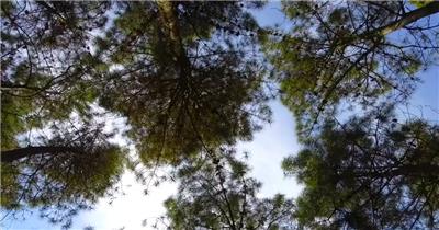 仰拍森林中树木美景实拍视频