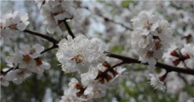 春天森林里的樱花美景实拍视频