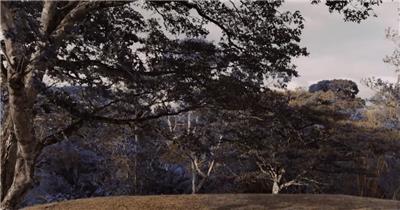 森林里盛开的蓝花楹树实拍视频