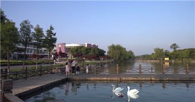 4K宁波奉化仁湖公园夏日傍晚白天鹅与人融为一家