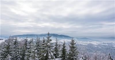 冬天天空风景下的松树森林视频