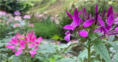 小溪旁的醉蝶花