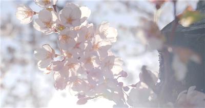 春风中的樱花