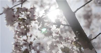 樱花与春日阳光