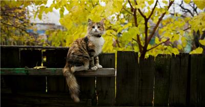 秋天墙内篱笆上的可爱小猫咪