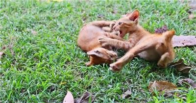 两只可爱小猫咪幼崽在草坪上打架