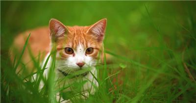 一只橘猫在草丛中突然跳出特写镜头