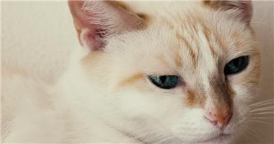 一只白色蓝眼睛的猫环顾四周的特写镜头
