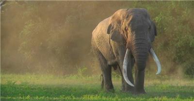 实拍珍惜动物大象象牙草原视频素材