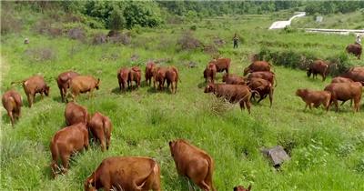 牧场老黄牛肉牛养殖牛肉市场