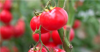 蔬菜大棚里种植的小西红柿