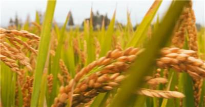 绿色农业稻田特写大米视频素材