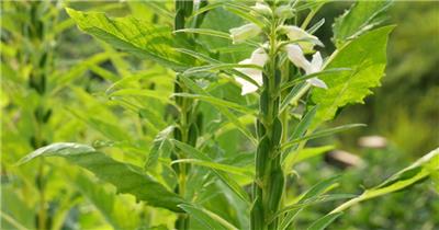 4k芝麻开花结果农作物芝麻叶特写视频素材
