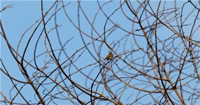 无声-枝头麻雀59