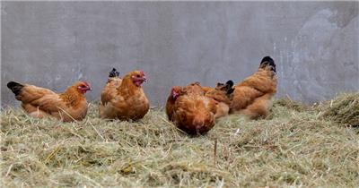 母鸡在干草堆里找吃的115