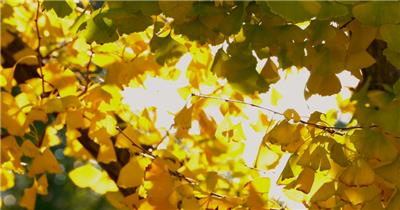 城市秋天金黄的银杏树叶