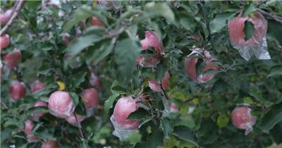 4K黄土高波红富士条红苹果苹果树视频素材