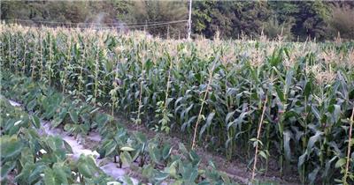 4K田园田垅玉米扬花芋子豌豆农民菜农