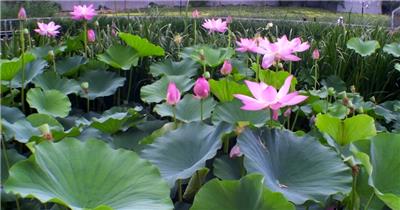 唯美清新池塘植物荷花美景视频素材
