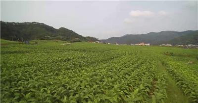 航拍 绿色 田野