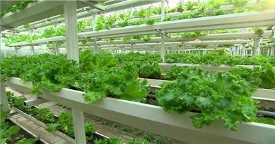 现代化农业农田蔬菜水果海产品经济发展视频素材