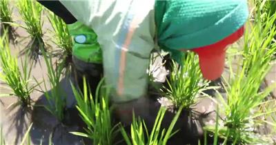 水稻插秧农忙视频实拍素材