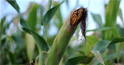 玉米地玉米农业种植粮食