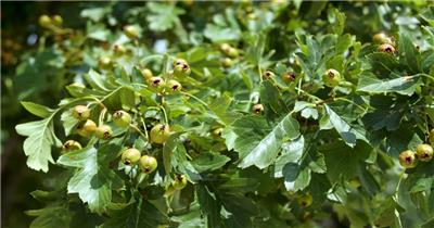 4K高清实拍山楂树果树特写宣传视频素材