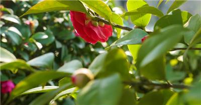 4k鲜艳山茶花景观花实拍视频素材