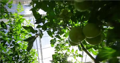 现代农业温室大棚番茄蔬菜水果视频素材